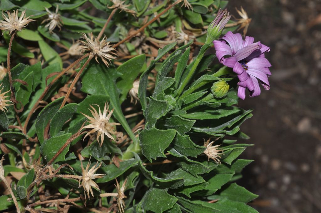 Osteospermum ecklonis (Asteraceae)