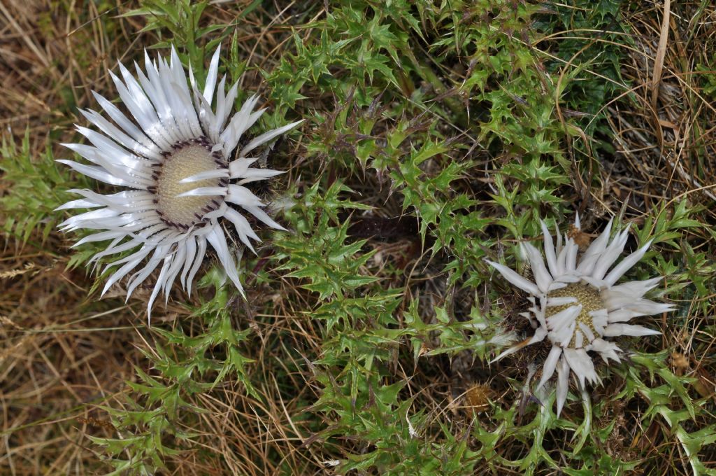 Asterales: Carlina acaulis