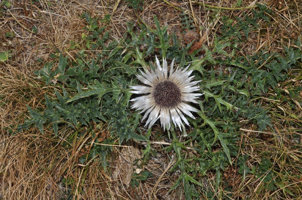 Asterales: Carlina acaulis