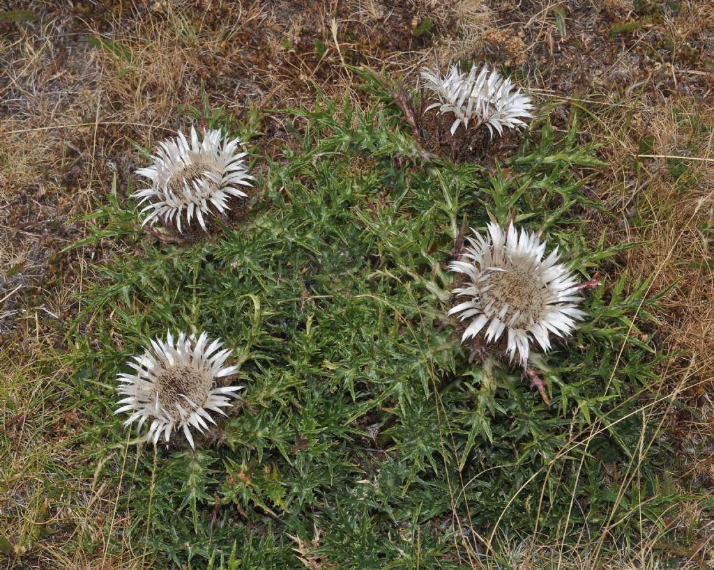 Asterales: Carlina acaulis