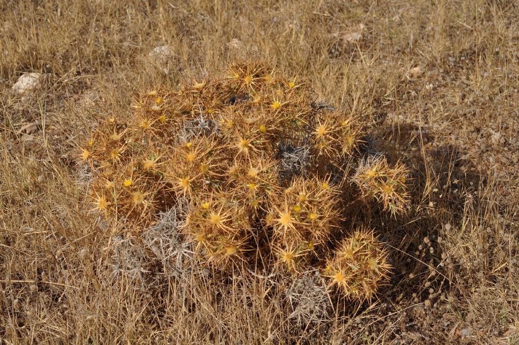 Asterales: Carlina corimbosa