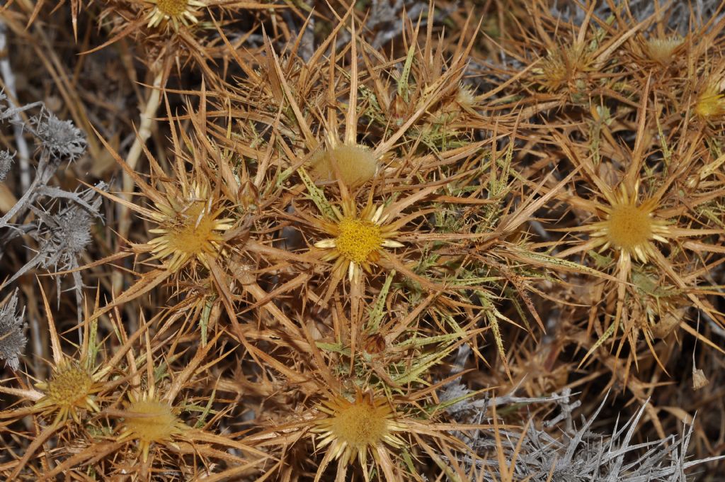 Asterales: Carlina corimbosa