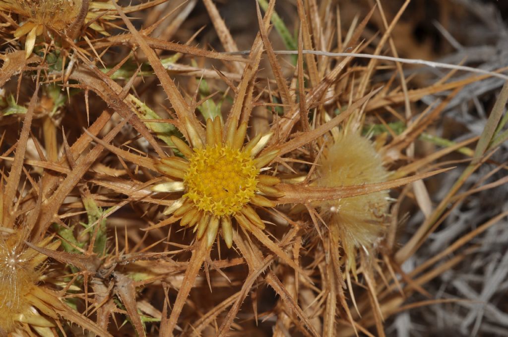 Asterales: Carlina corimbosa