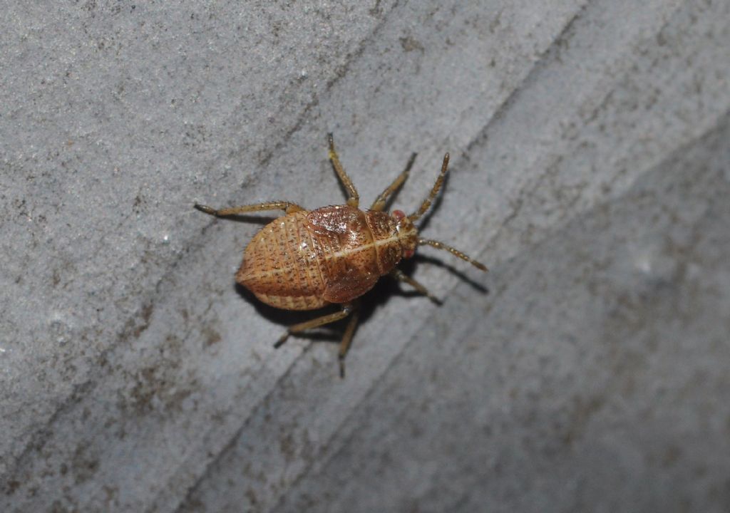 ninfe di Rhopalidae?  No, di Miridae: Harpocera thoracica