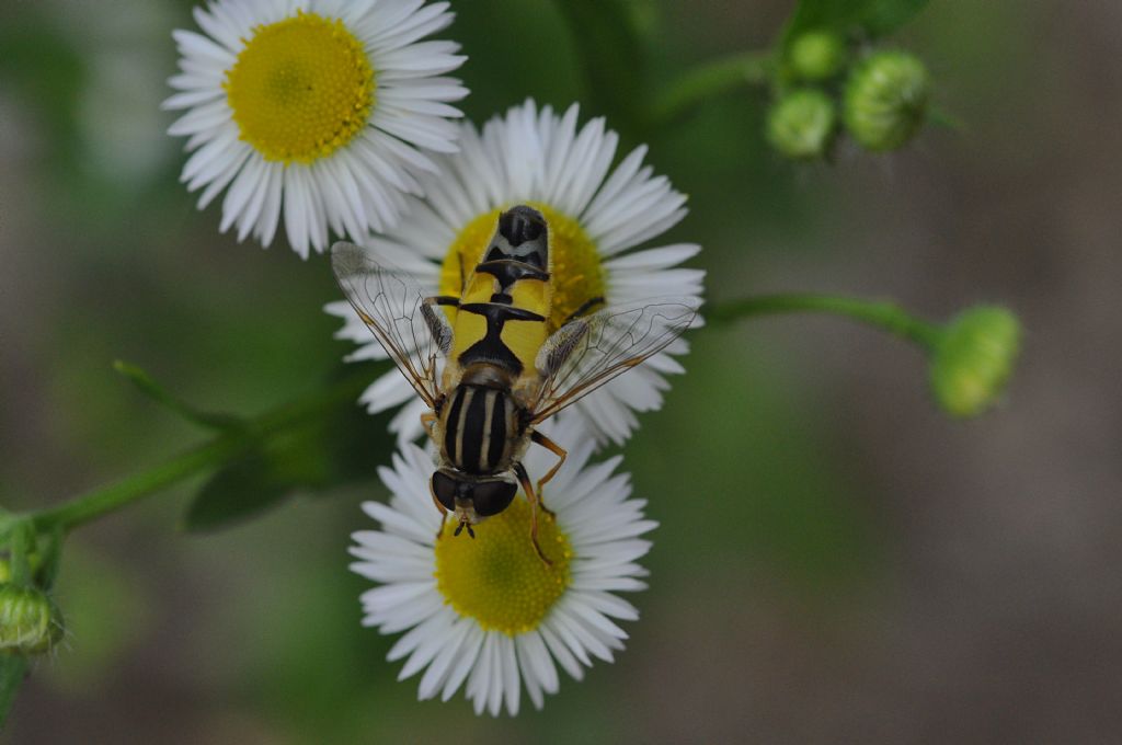 Syrphidae: Helophylus cfr. pendulus