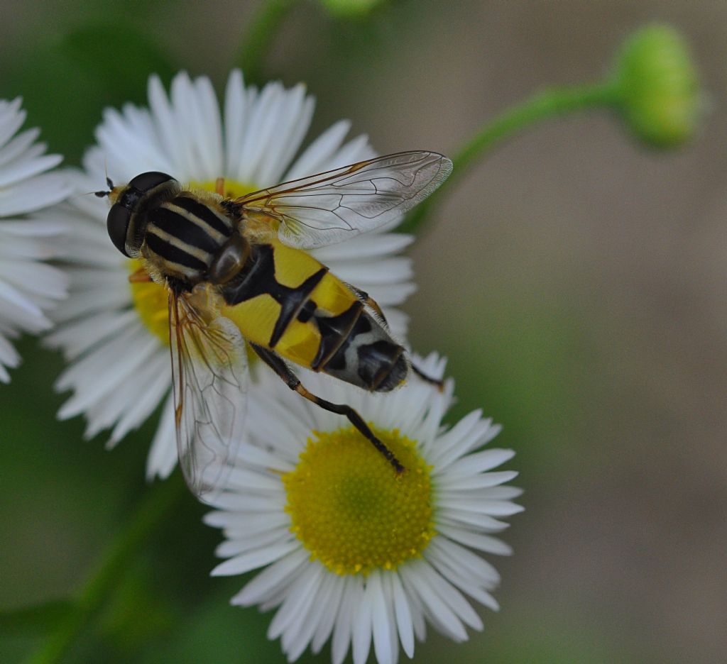 Syrphidae: Helophylus cfr. pendulus