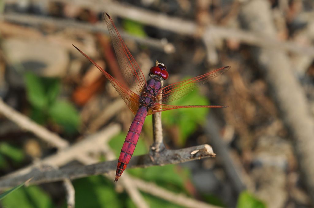 Sympetrum da id... no no no, Trithemis annulata