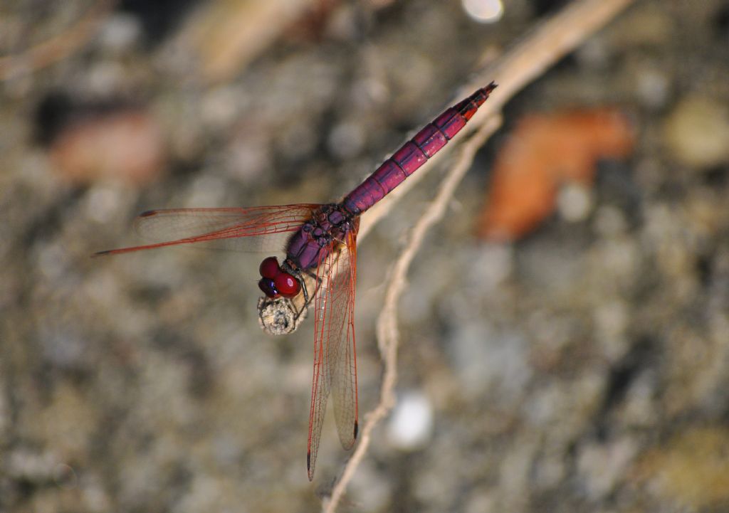 Sympetrum da id... no no no, Trithemis annulata