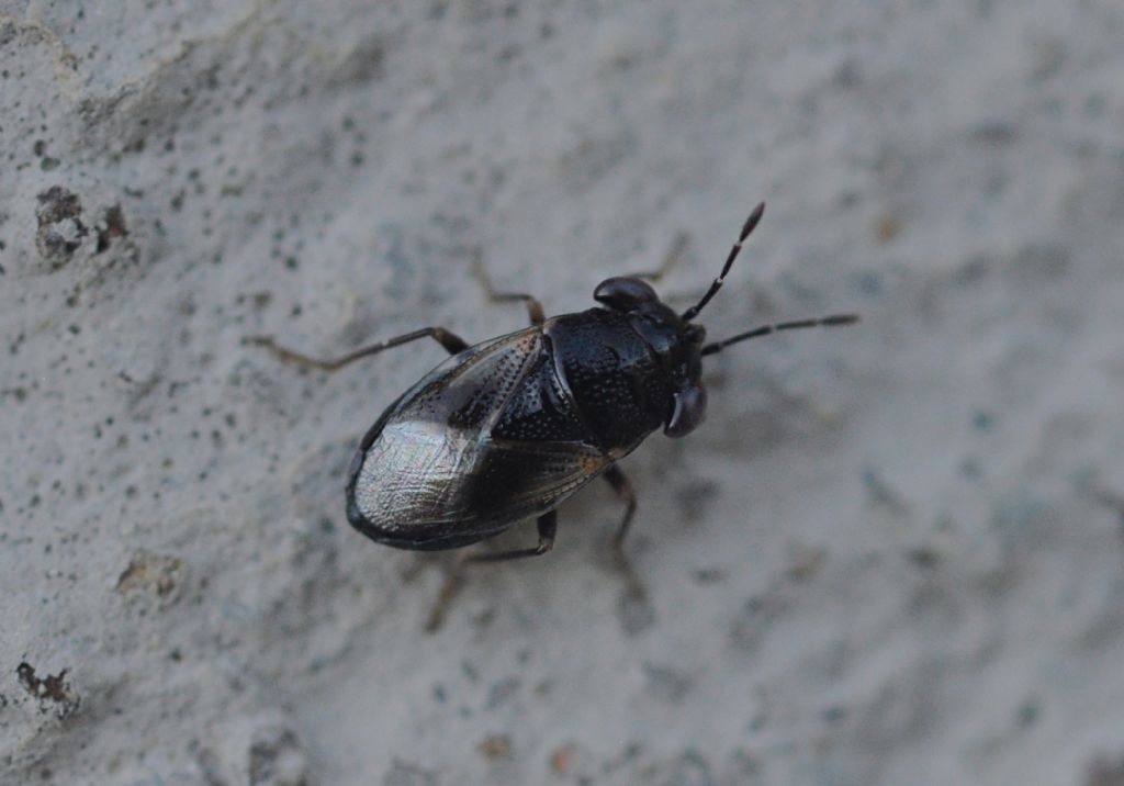 Lygaeidae: Geocoris lapponicus