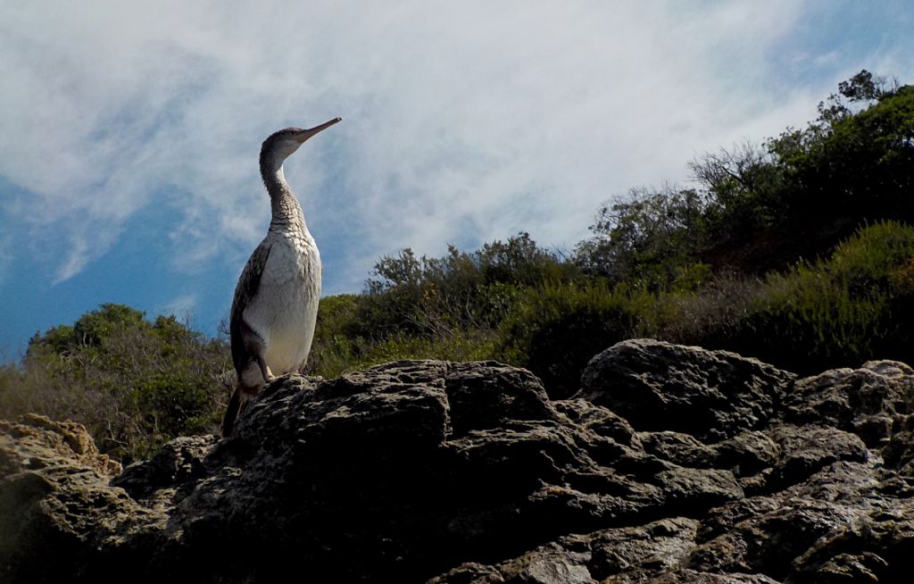 Marangone dal ciuffo (Phalacrocorax aristotelis)