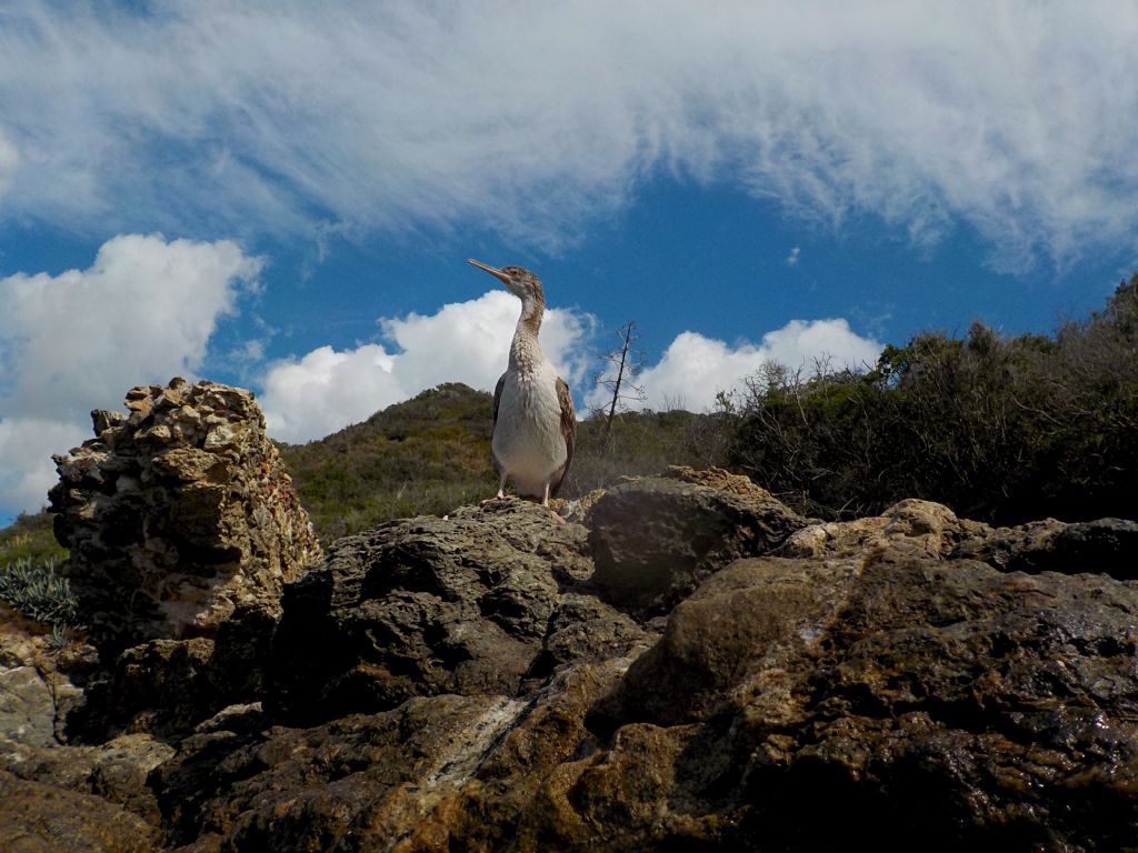 Marangone dal ciuffo (Phalacrocorax aristotelis)