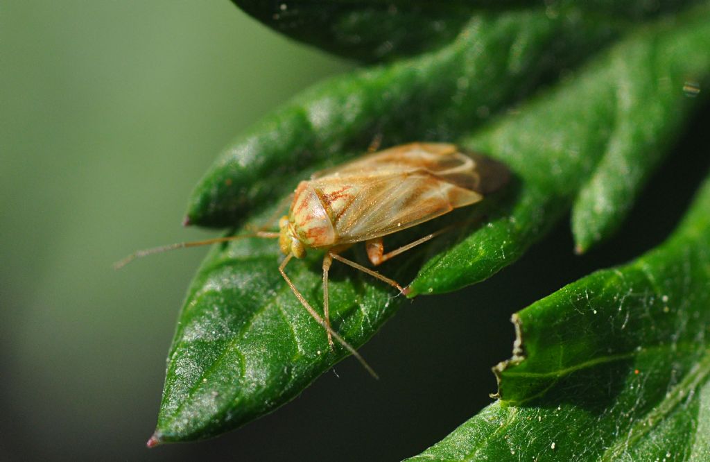 Miridae: Taylorilygus apicalis