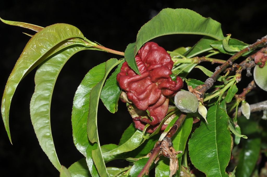 Galle di afidi?  No, da fungo Taphrina deformans (da confermare)