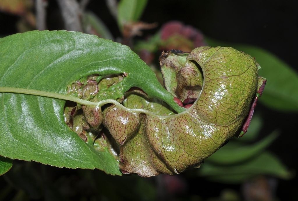 Galle di afidi?  No, da fungo Taphrina deformans (da confermare)