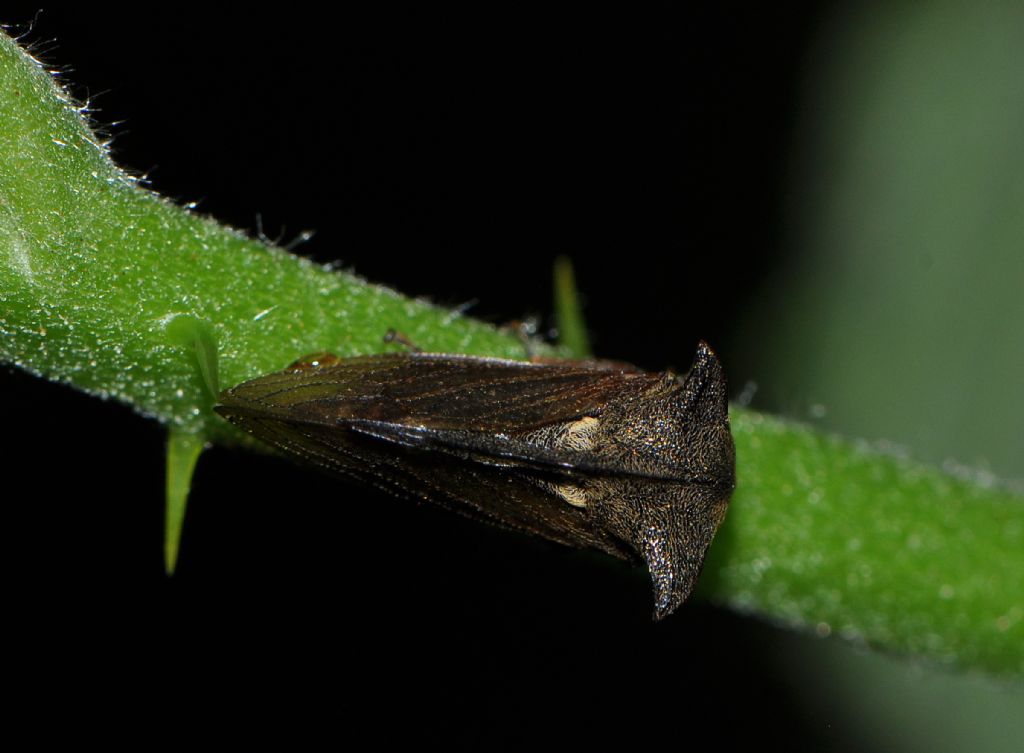 Cicadomorpha:  Centrotus cornutus  (Membracidae)