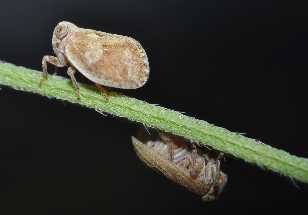 Issidae da id...