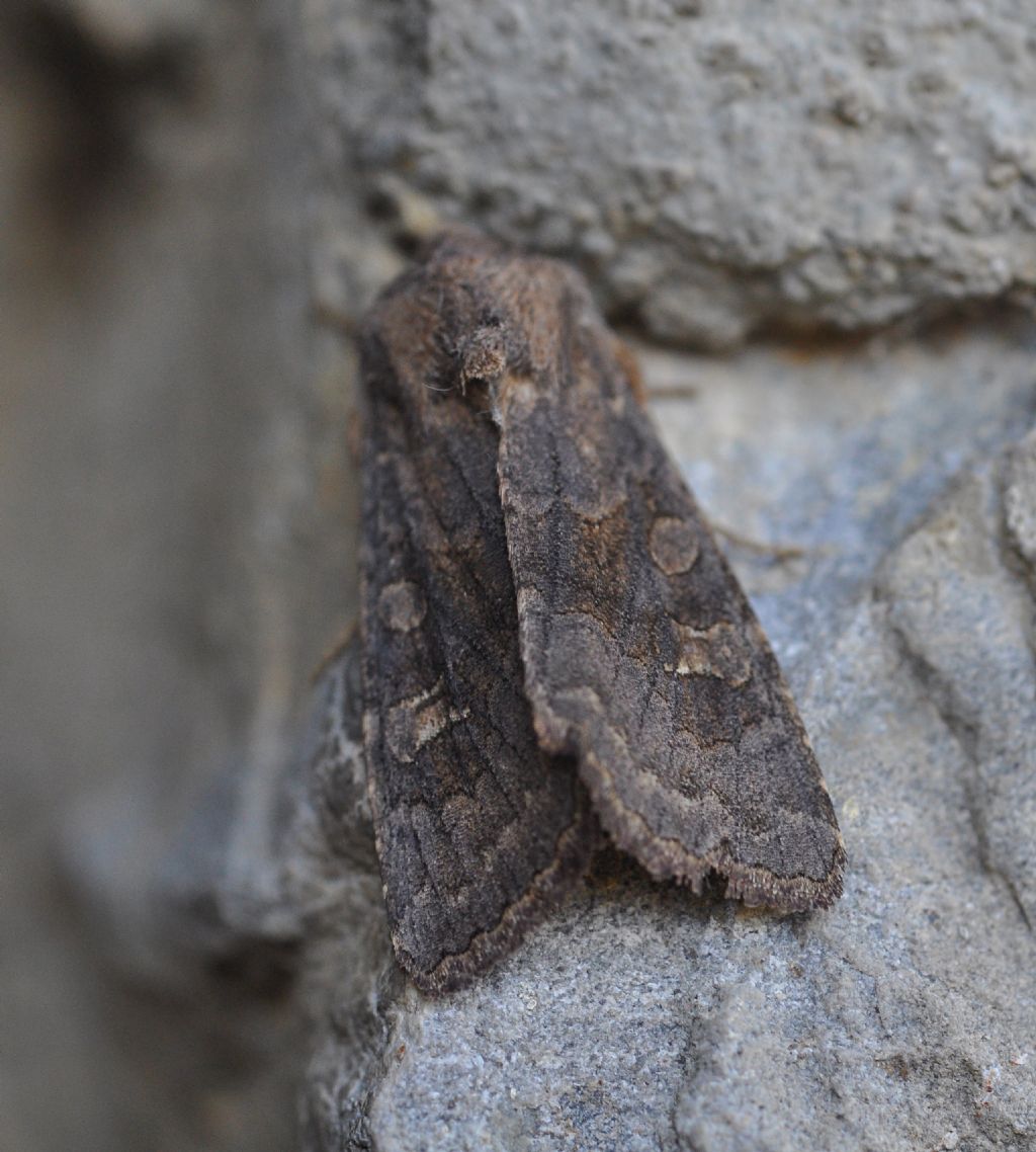 Noctuidae da id: Aporophyla sp.
