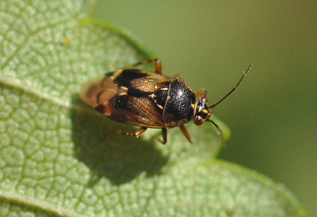 Miridae: Deraeocoris punctulatus