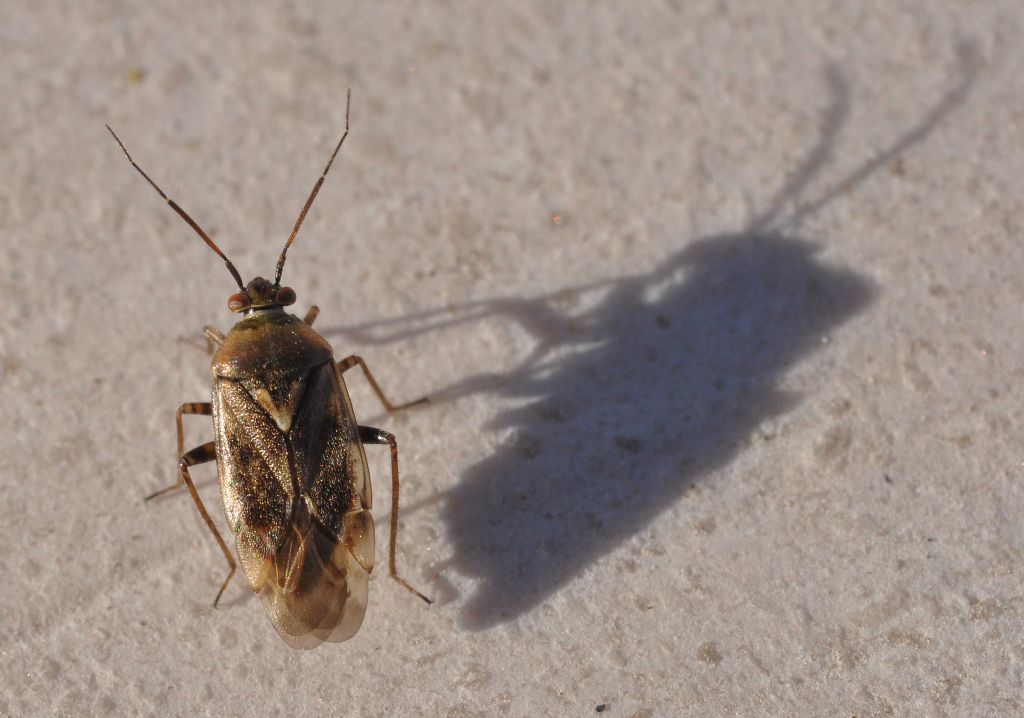 Miridae: Lygus rugulipennis