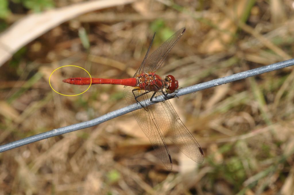 Sympetrum sanguineum?  S�, femmina