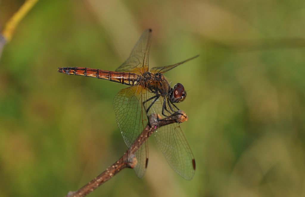Sympetrum da id... no no no, Trithemis annulata