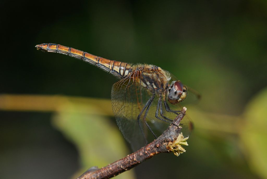 Sympetrum da id... no no no, Trithemis annulata