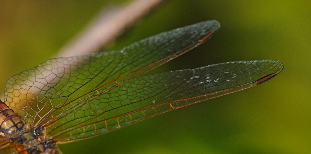Sympetrum da id... no no no, Trithemis annulata