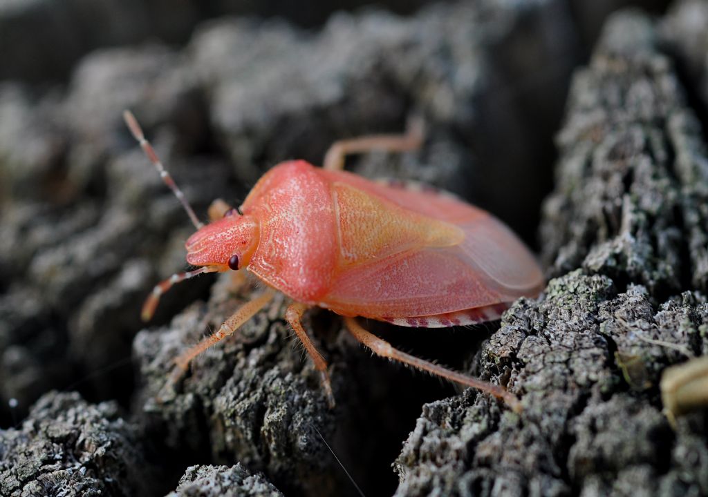 Pentatomidae: Dolycoris baccarum...rosa!