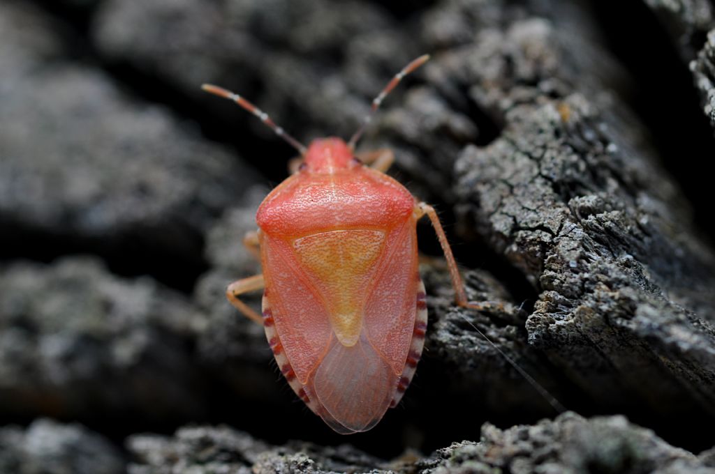 Pentatomidae: Dolycoris baccarum...rosa!