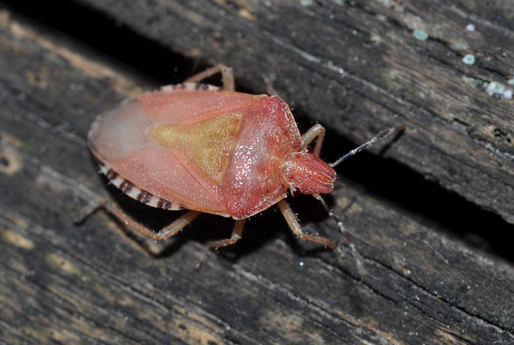 Pentatomidae: Dolycoris baccarum...rosa!