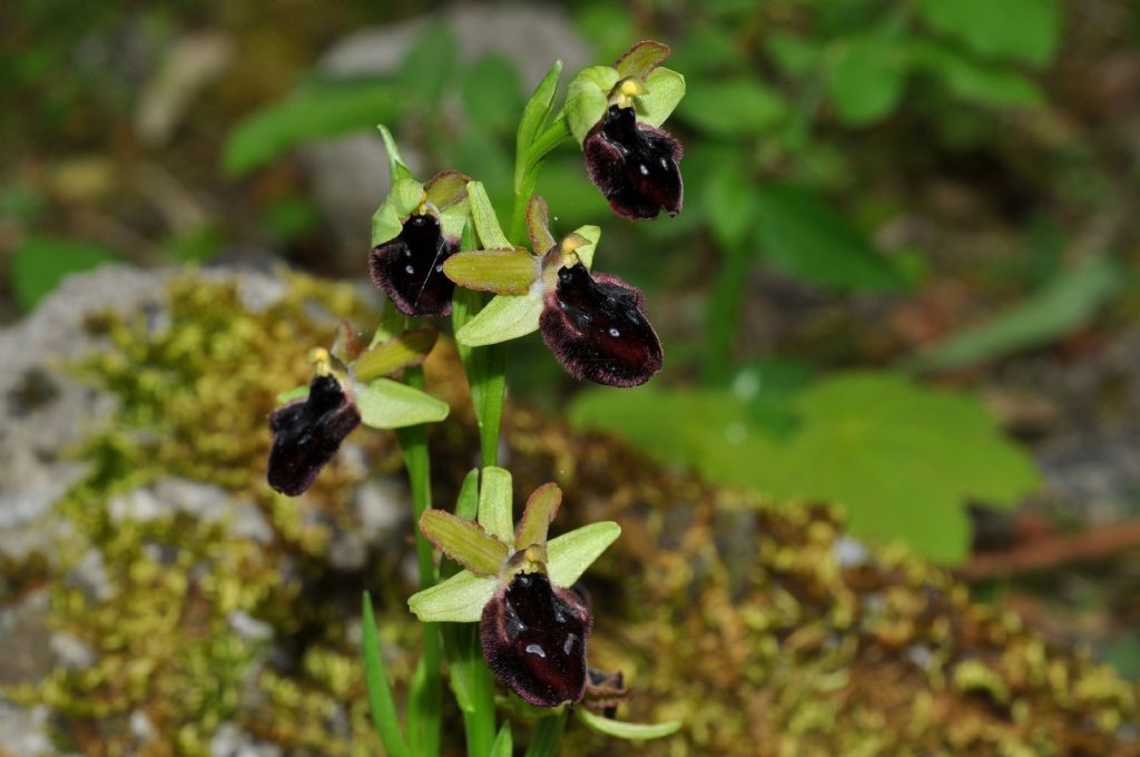 Ophrys da id