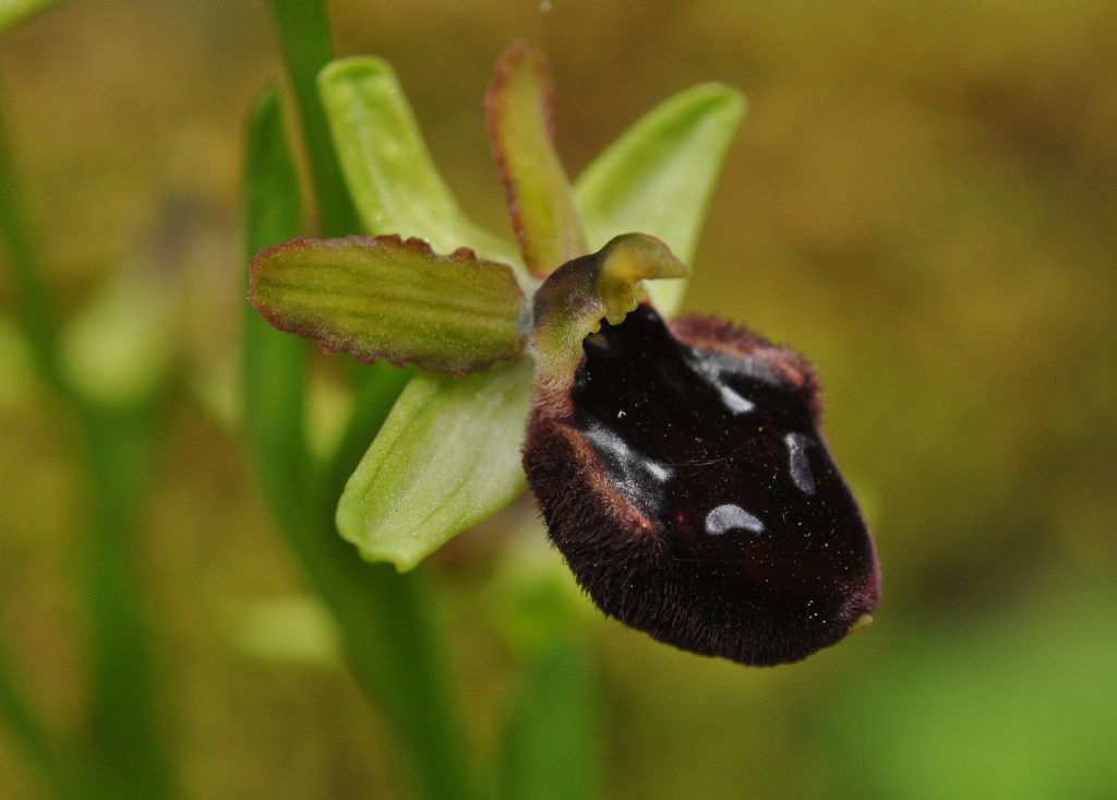 Ophrys da id