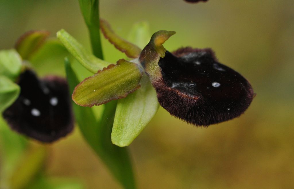 Ophrys da id