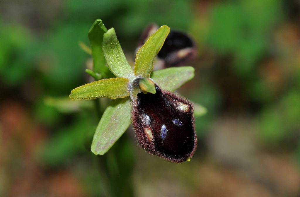 Ophrys da id