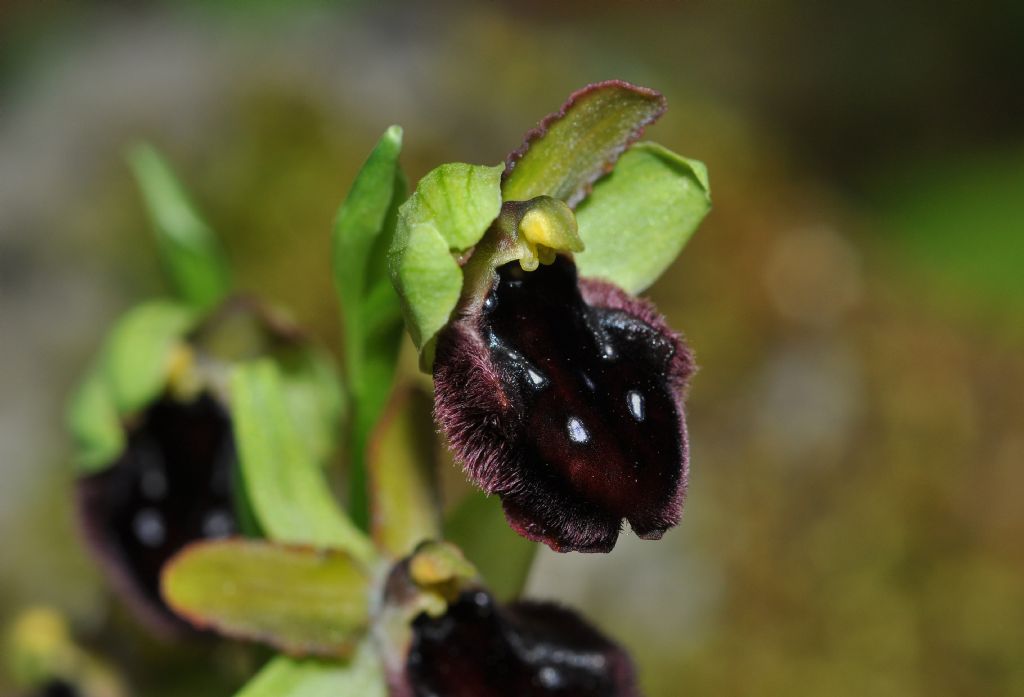 Ophrys da id