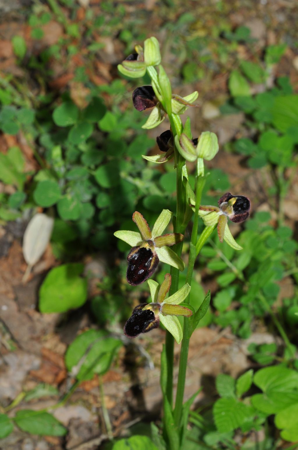 Ophrys da id
