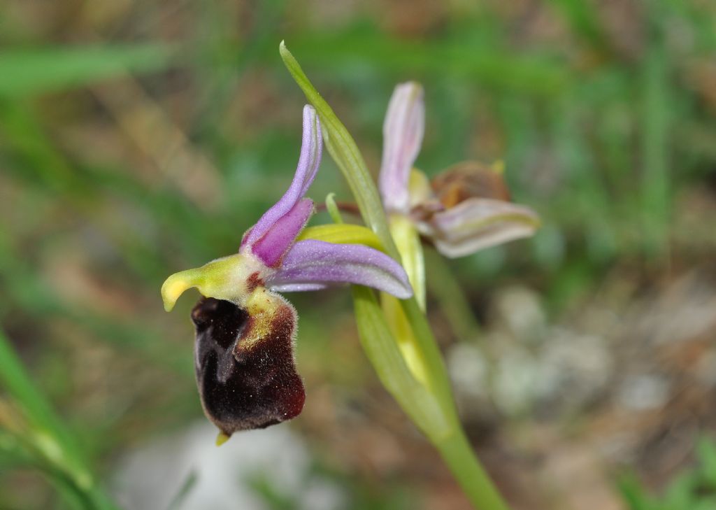 Ophrys da id