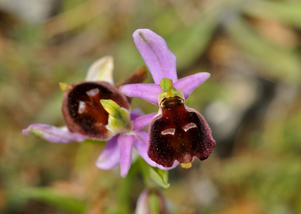 Ophrys da id