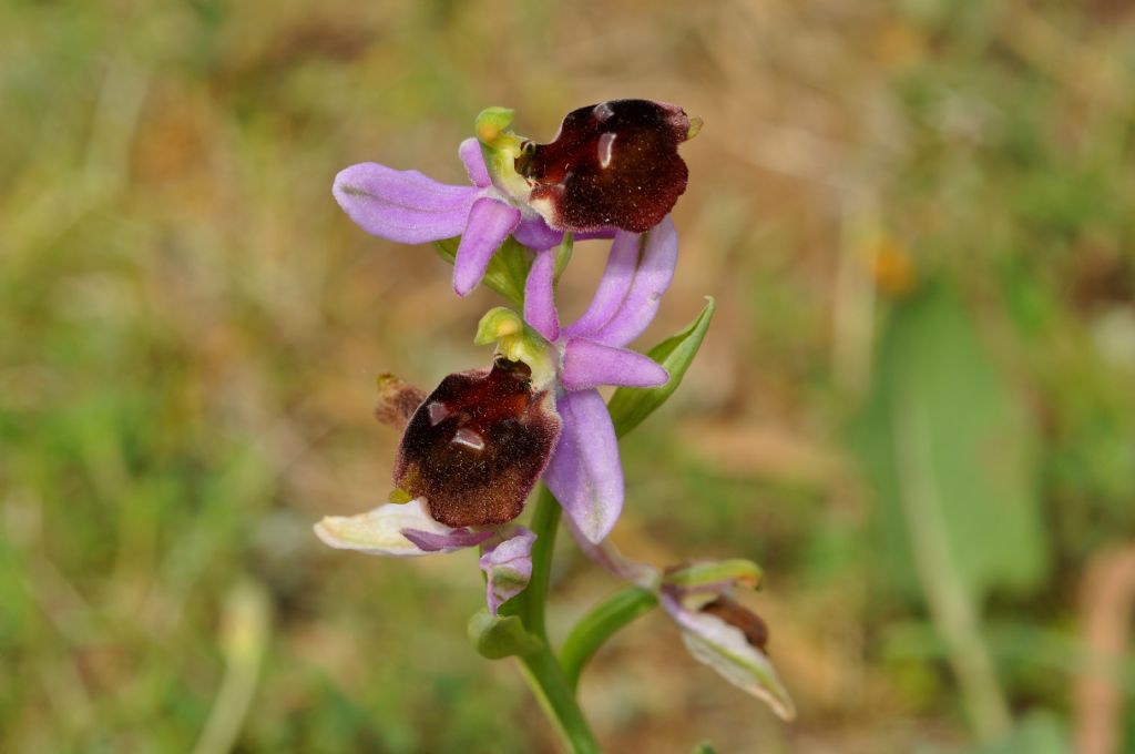 Ophrys da id