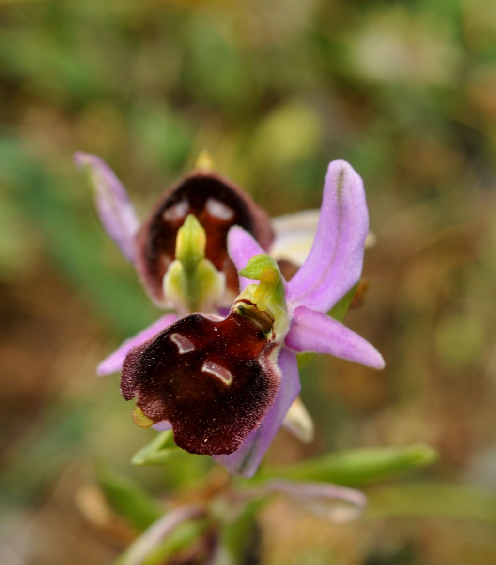 Ophrys da id