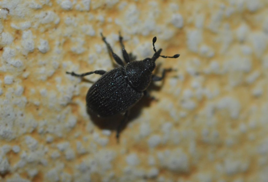 Curculionidae: Rhinusa antirrhini