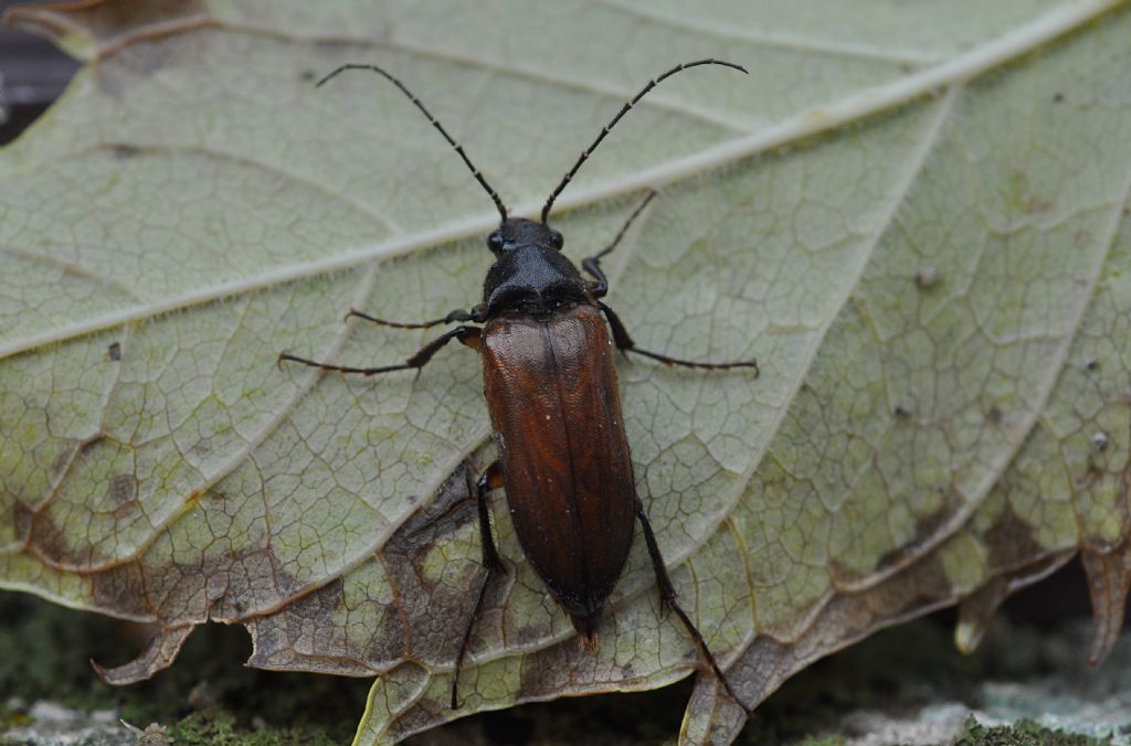 Elateridae Cebrioninae: Cebrio sp., maschio