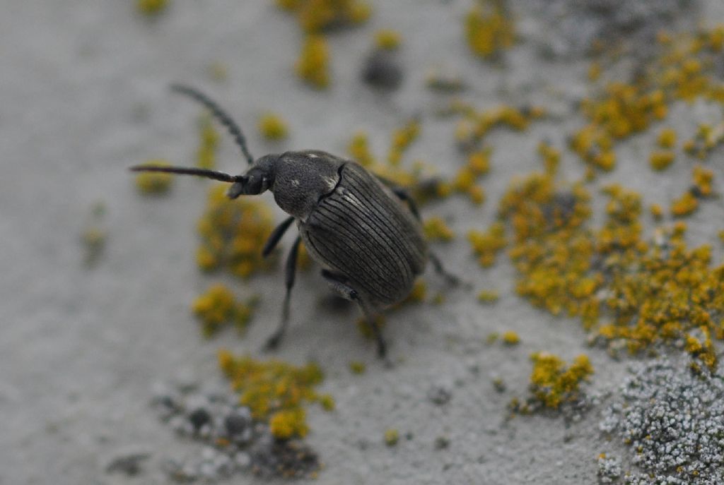Chrysomelidae Bruchinae: Bruchidius foveolatus