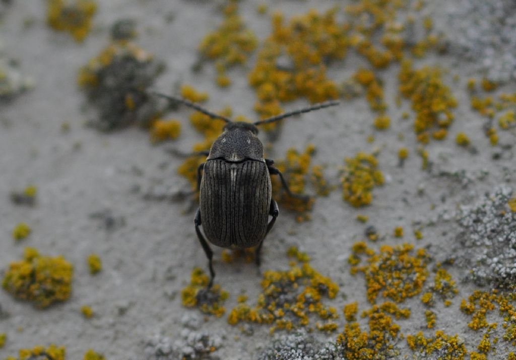 Chrysomelidae Bruchinae: Bruchidius foveolatus