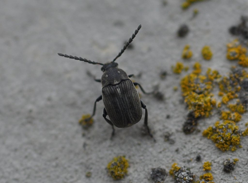 Chrysomelidae Bruchinae: Bruchidius foveolatus
