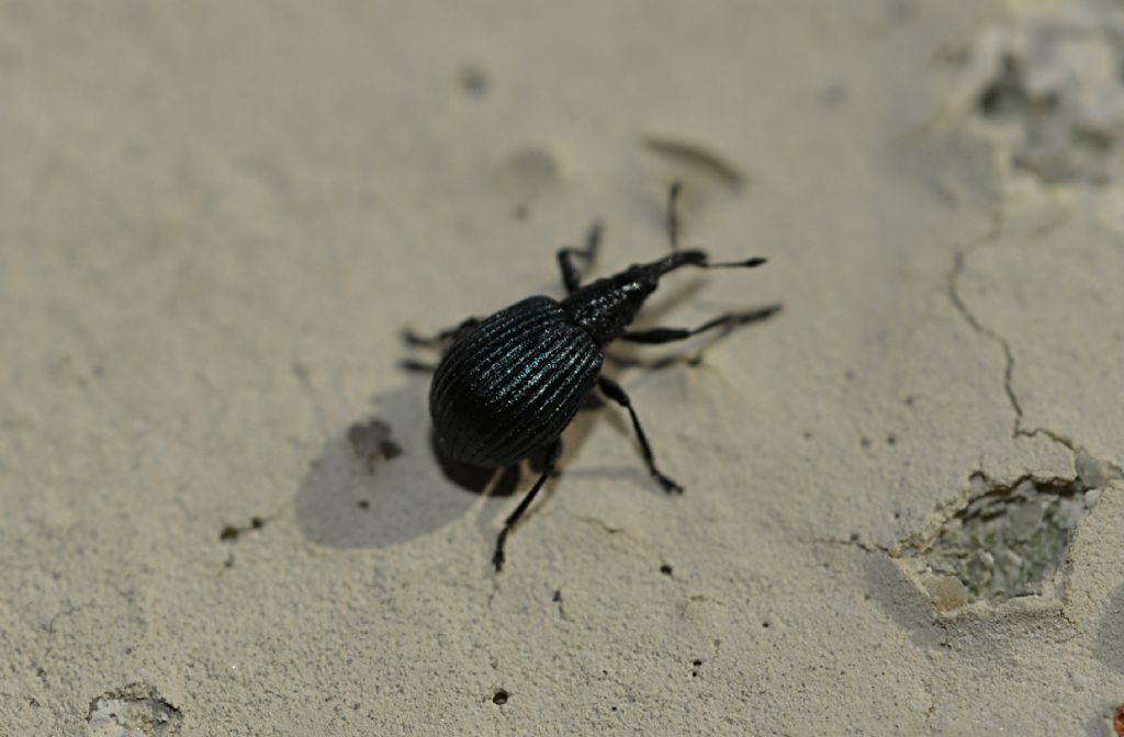 Apionidae: Holotrichapion pisi