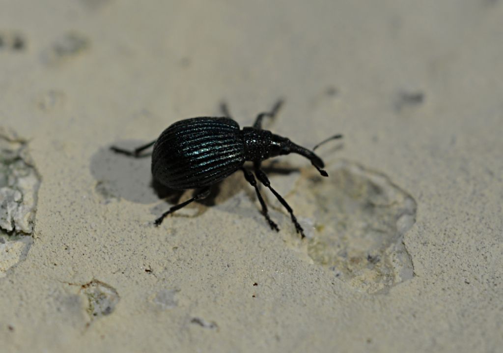 Apionidae: Holotrichapion pisi