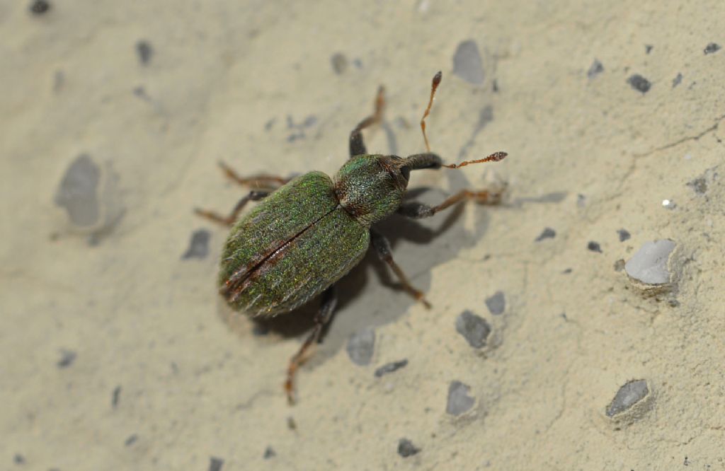 Curculionidae: Hypera nigrirostris