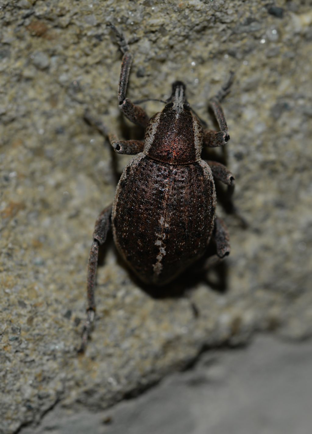 Curculionidae: Donus philanthus