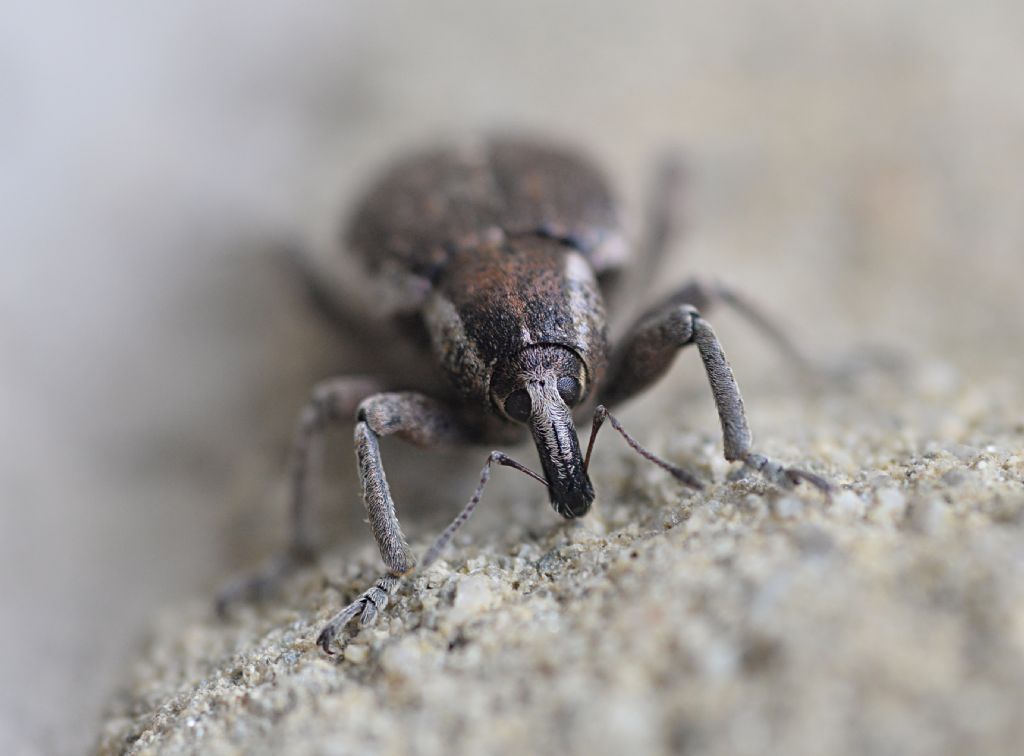 Curculionidae: Donus philanthus